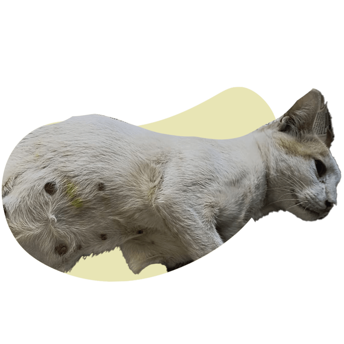 7 Mau