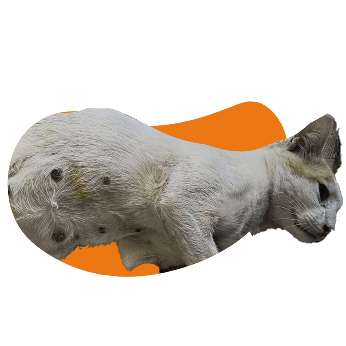 Mau