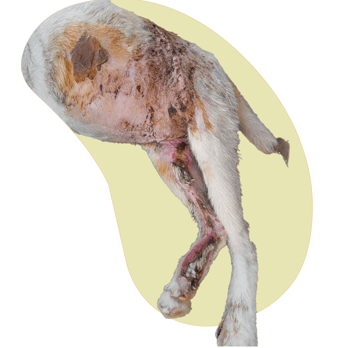Mau 2