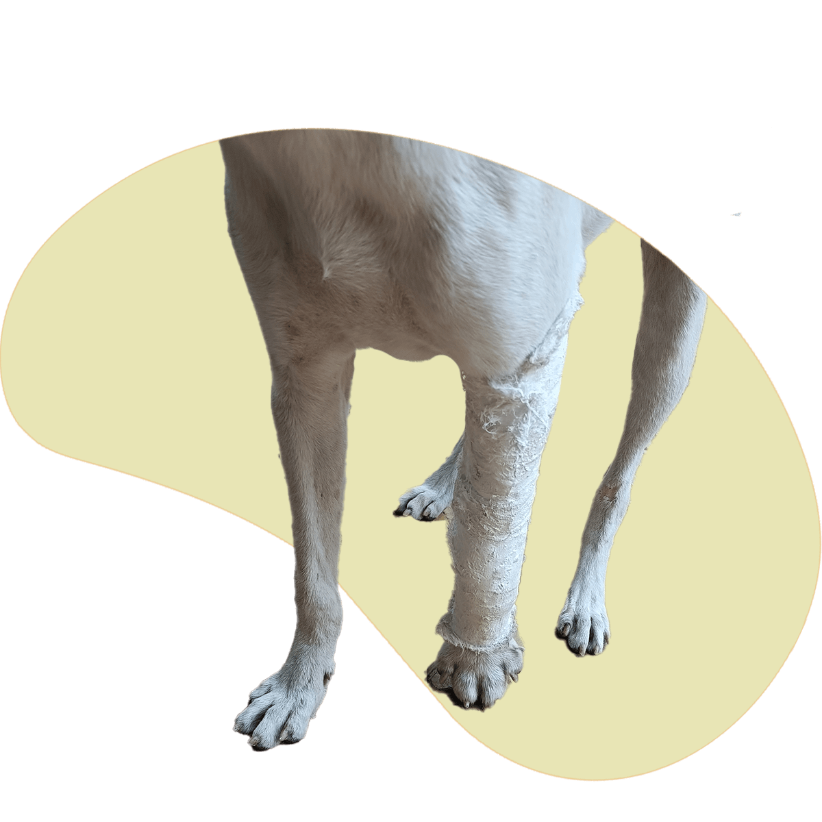 kittu 2-1