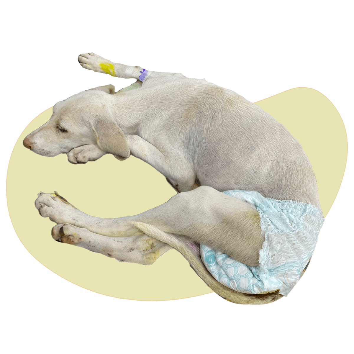 kittu 2